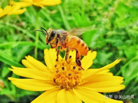 蜜蜂来家里筑巢是好事吗|为什么有的农村老人希望蜜蜂来自家筑巢？蜜蜂在家里筑巢好吗？